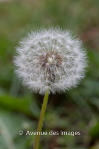 ever present dandelions