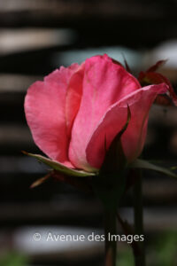 a pink rose