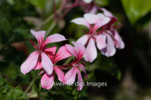 Geranium Liere Simple