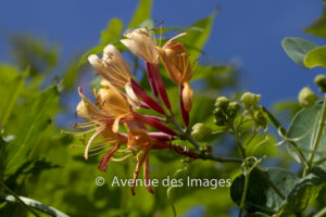 Honeysuckle flower