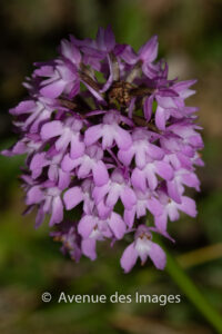 Pyramidal Orchid Anacamptis pyramidalis