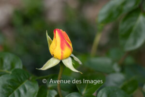 Flame rose bud