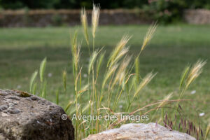 Barley in the garden