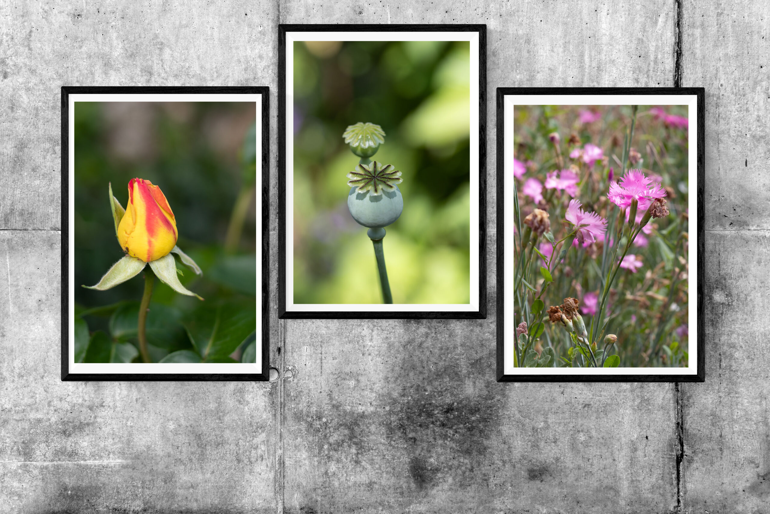 Three framed flowers