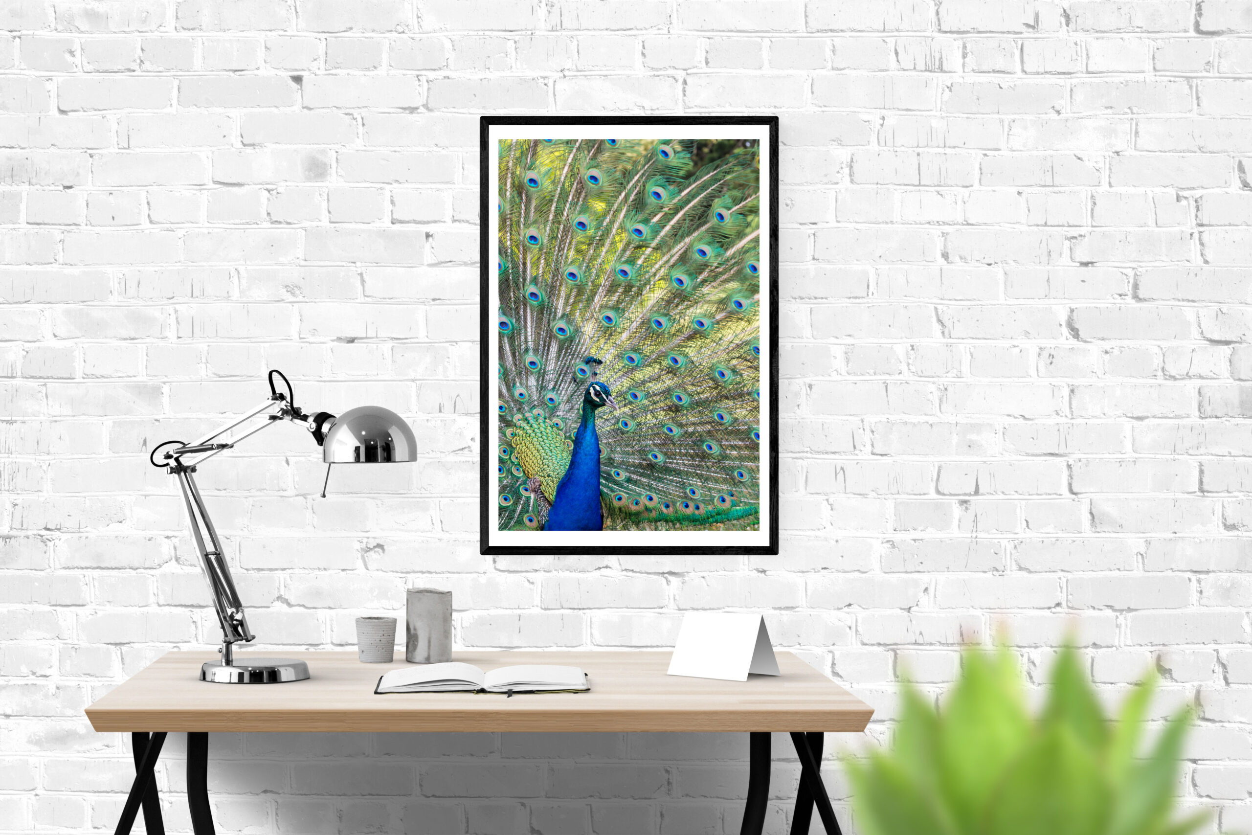 Peacock framed