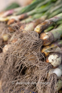 Spring Onion roots