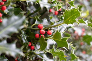 Holly berries