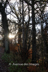 Sun shining through trees