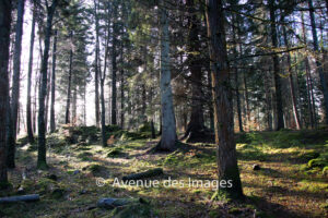 Sun through the Faskally forest