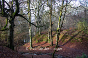 River Garry riverside walk 