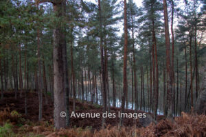 Pine trees