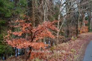 Autumn leaves between the road and river