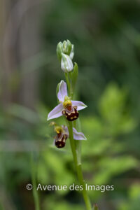 Honey Bee Orchid