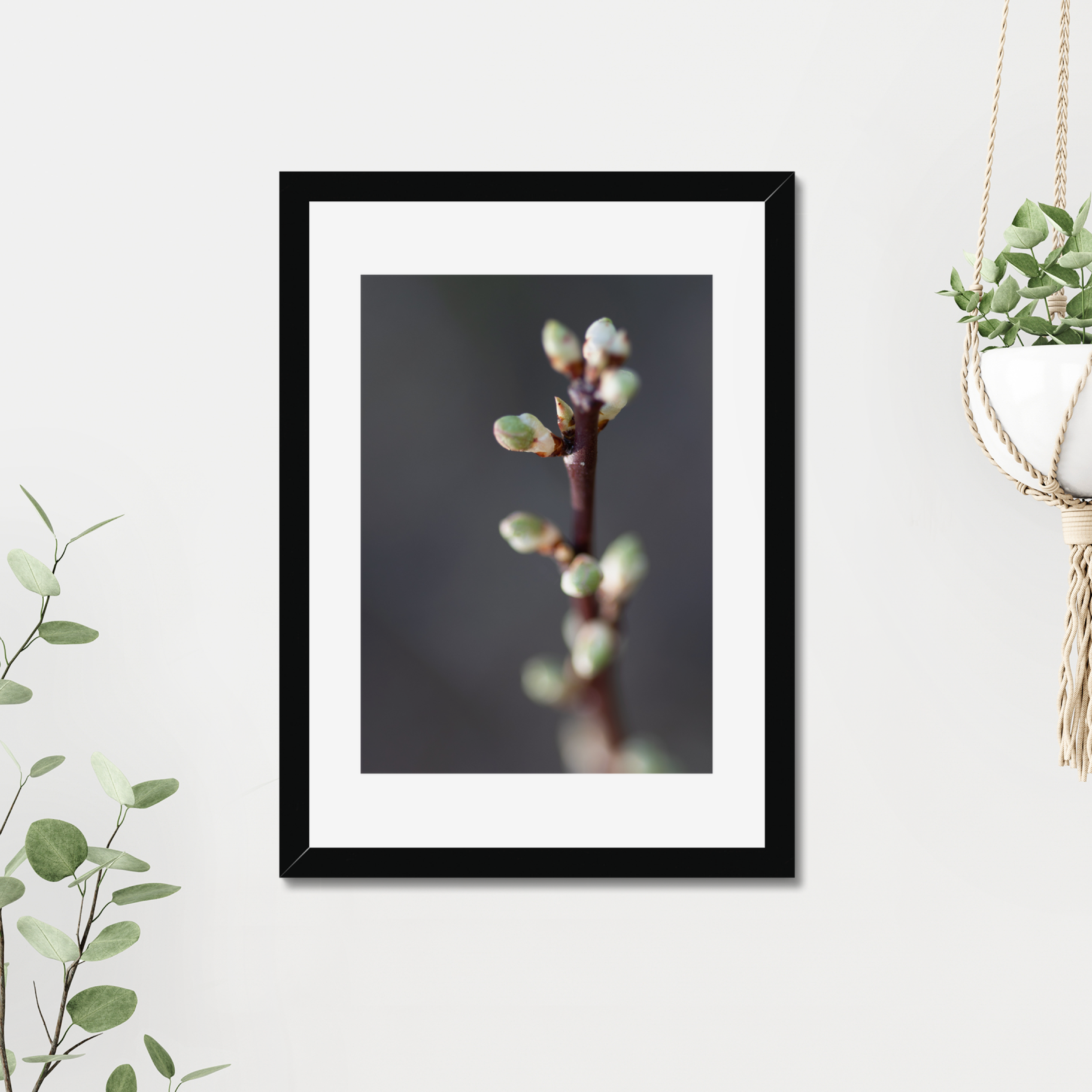 Spring buds on a tree branch