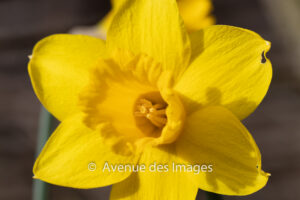 close up of a yellow daffodil