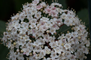 Viburnum flower buds