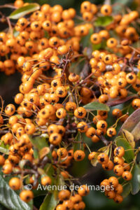 Orange pyracantha berries