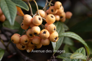 pyracantha berries