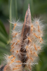 Oleander seeds