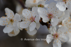 Cherry blossom