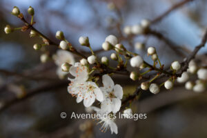 Cherry tree branch with blossom