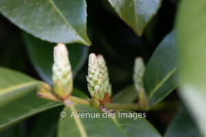 New Laurel buds