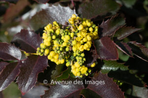 Oregon grape buds amongst the leaves in Spring