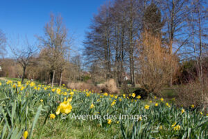 Spring park with daffodils