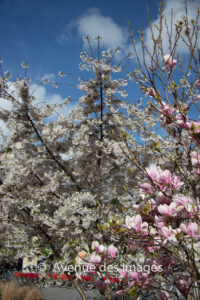 Blossom and magnolia flowers