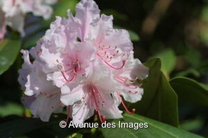 Pink Rhododendron flower