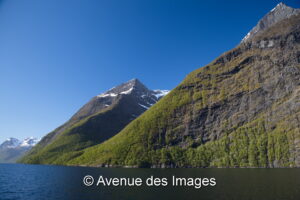 tree covered cliff